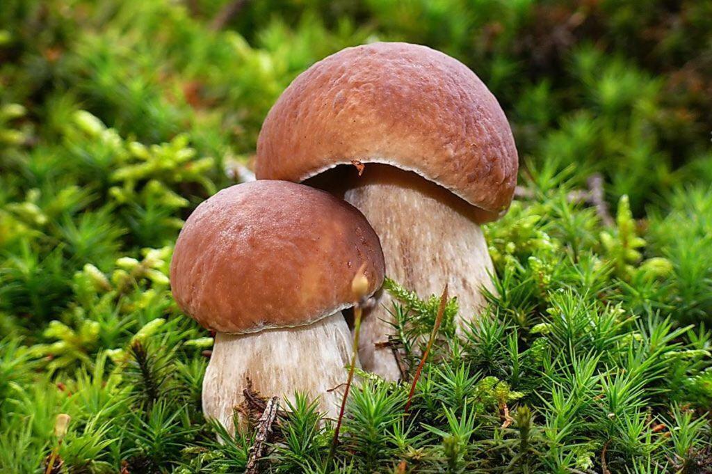 斯卡尔尼茨Waldhuttale别墅 外观 照片
